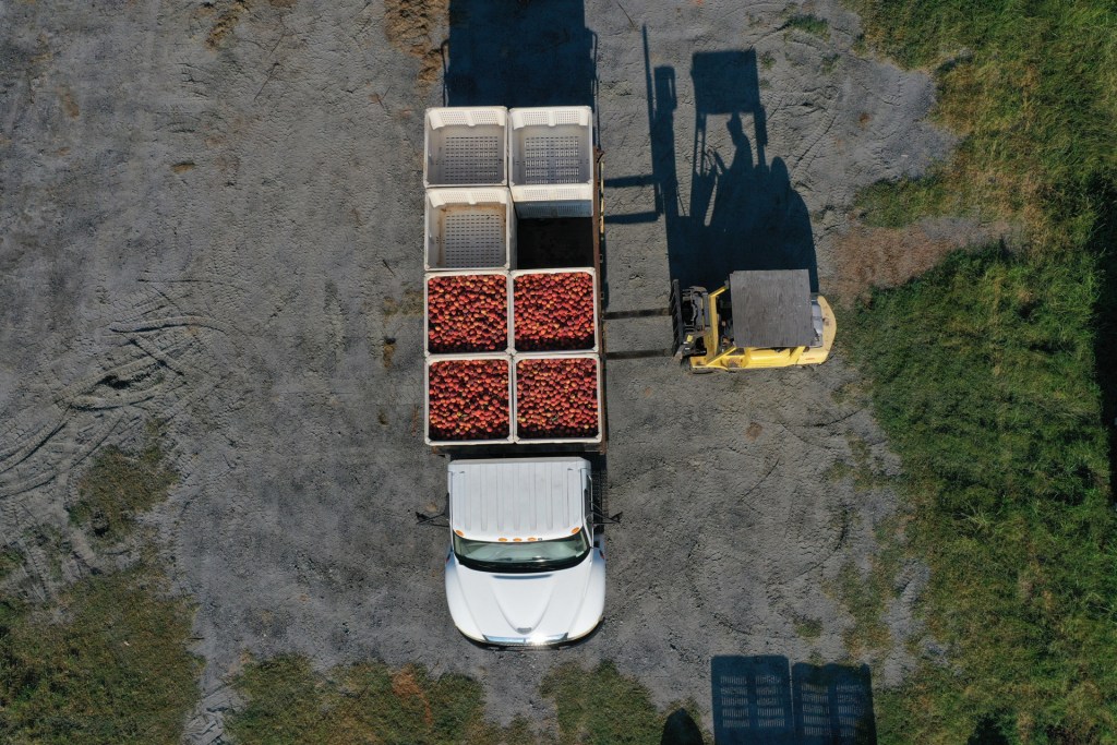 In this aerial view, a forklift puts boxes of peaches on to a truck after they were harvested from the last crop off of the trees at a peach orchard on July 24, 2023 in Fort Valley, Georgia. Due to weather extremes earlier in the year, their peach season, which usually ends in August, concluded early. (Photo by Joe Raedle/Getty Images)